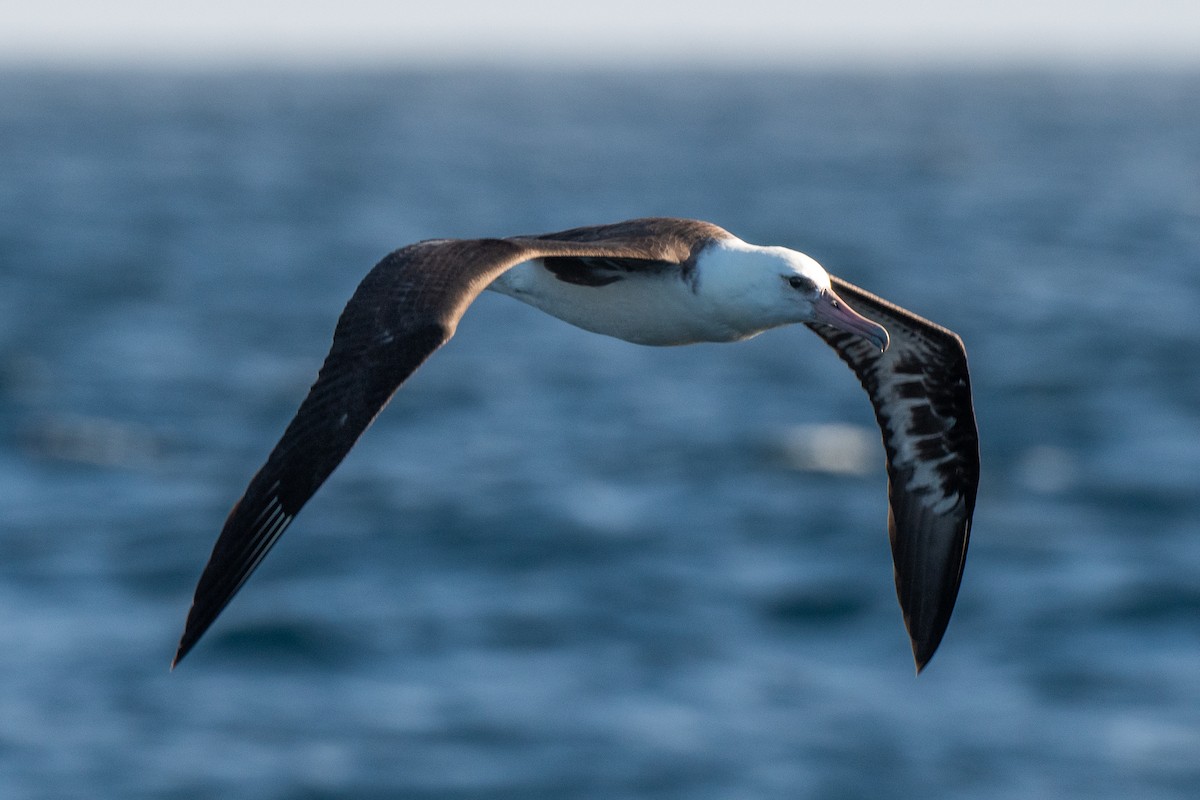 Laysan Albatross - ML645836728