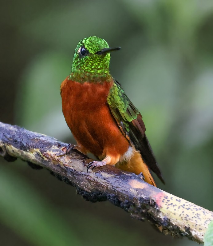 Chestnut-breasted Coronet - ML645836730