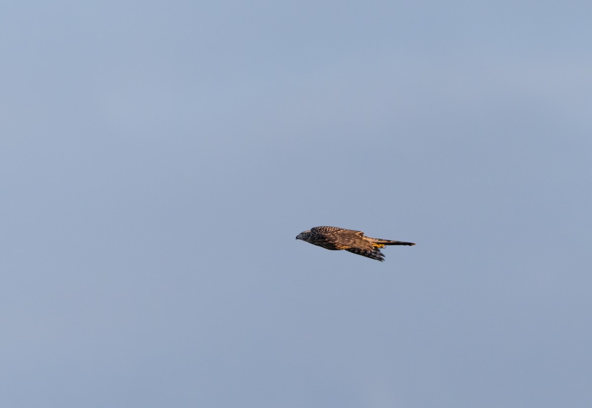 jestřáb lesní - ML645836731