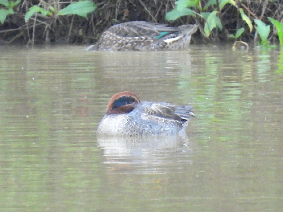 Green-winged Teal - ML645836732