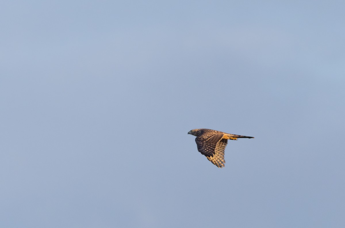 jestřáb lesní - ML645836733