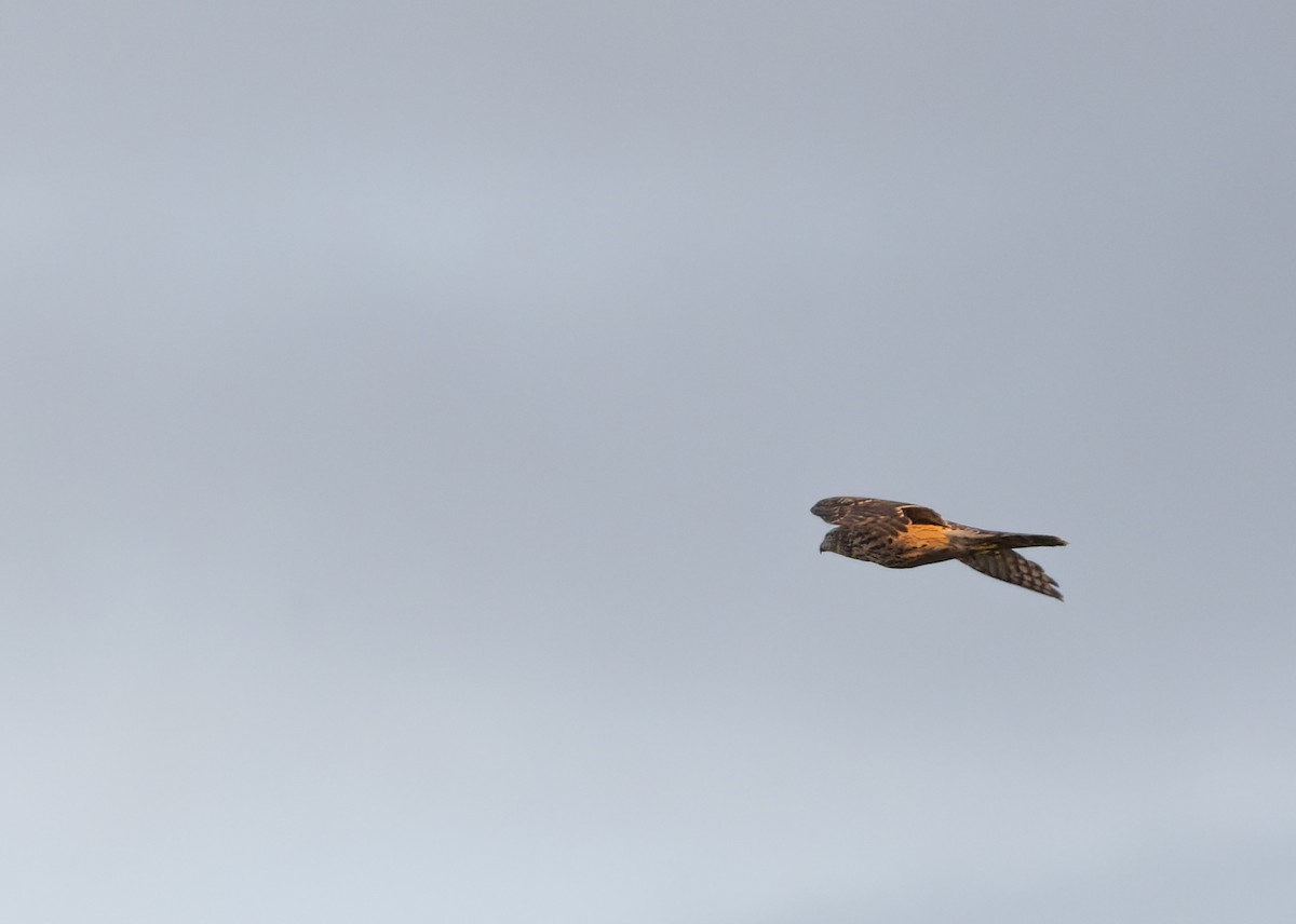 jestřáb lesní - ML645836734