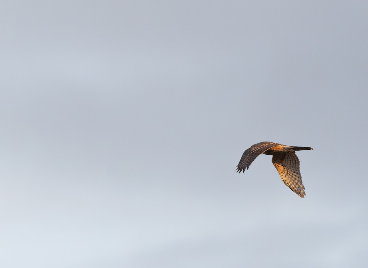 jestřáb lesní - ML645836735