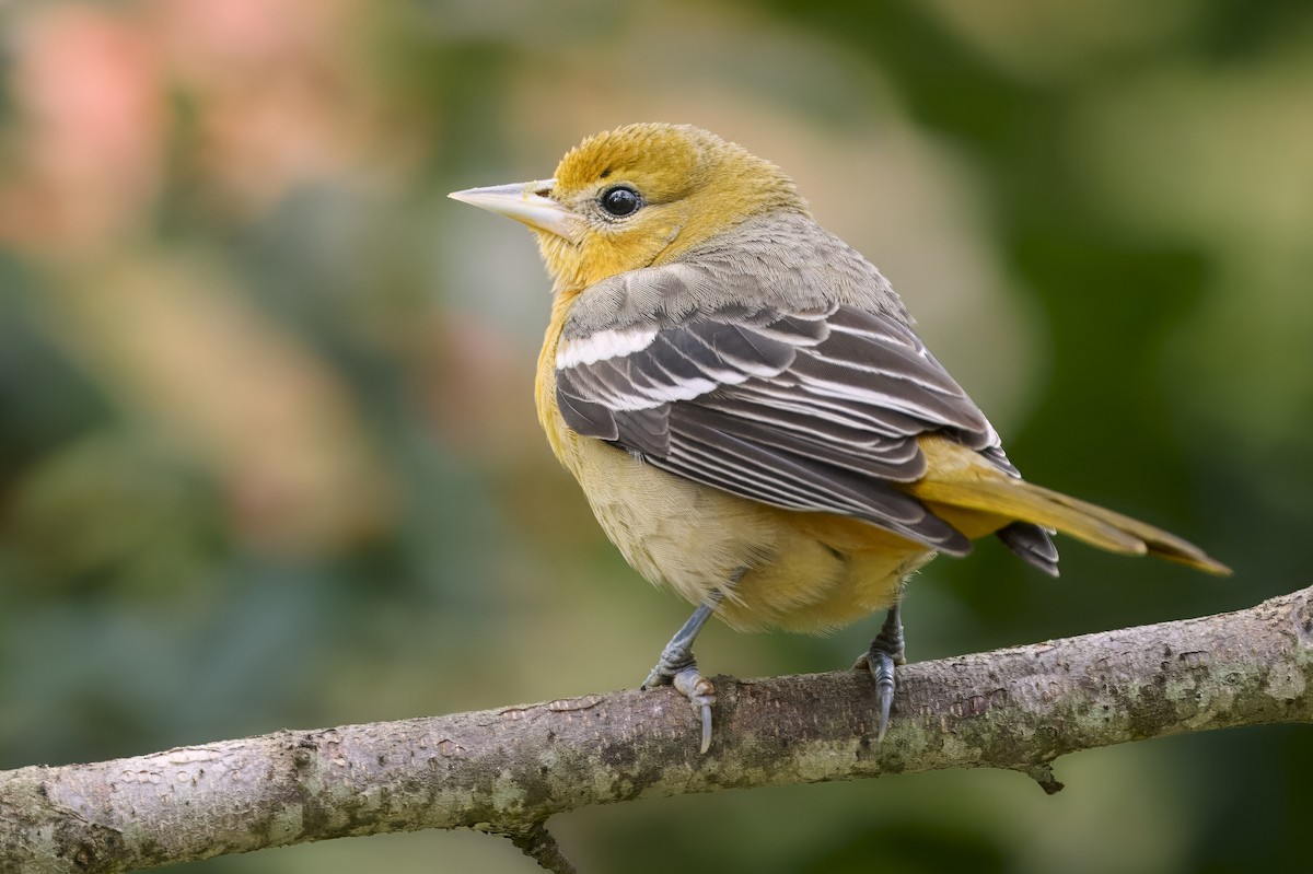 Baltimore Oriole - ML645836739