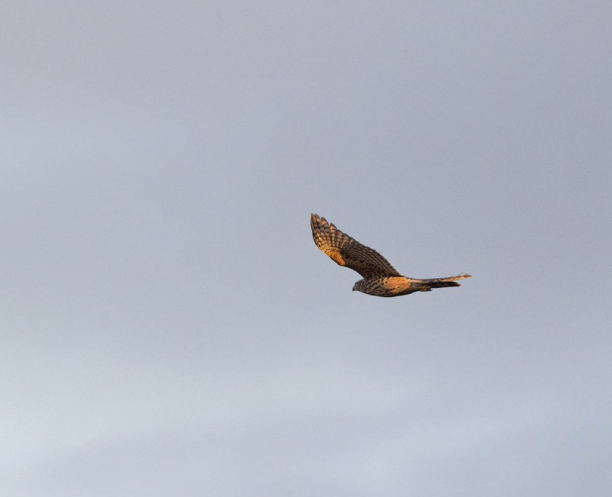 jestřáb lesní - ML645836740