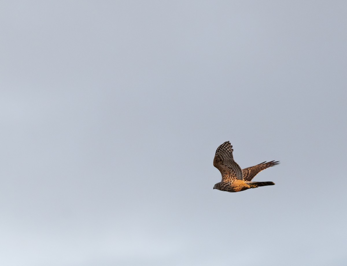 jestřáb lesní - ML645836742