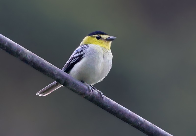 Barred Becard - ML645836743