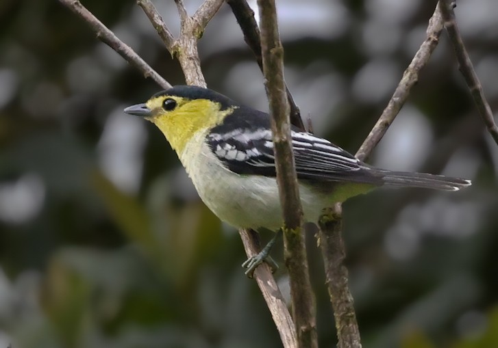 Barred Becard - ML645836744