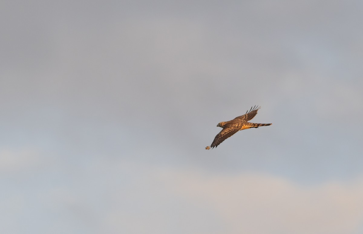 jestřáb lesní - ML645836758