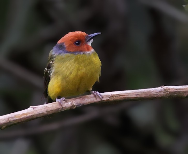 Johnson's Tody-Flycatcher - ML645836768