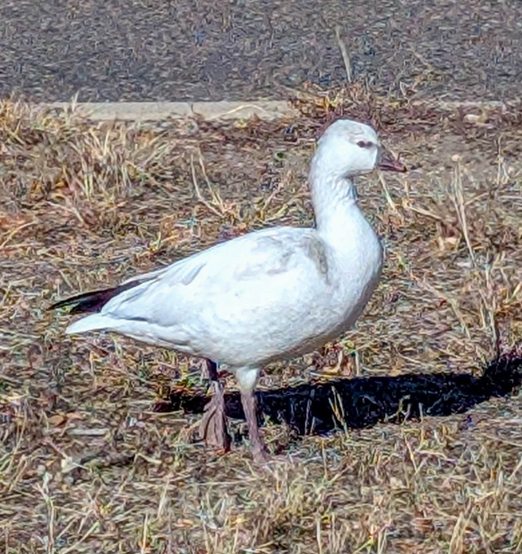 Ross's Goose - ML645836772