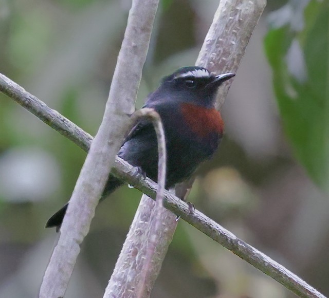 Maroon-belted Chat-Tyrant - ML645836773