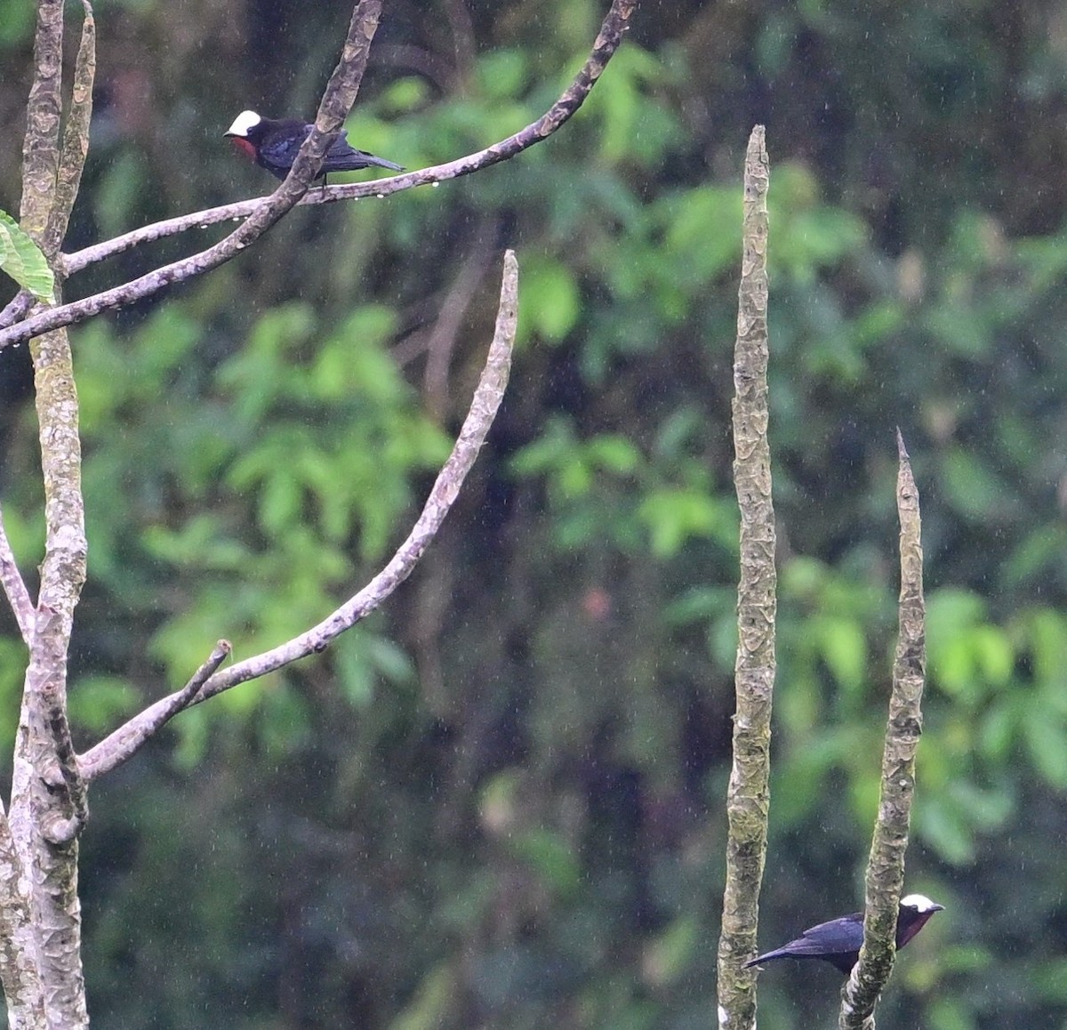 White-capped Tanager - ML645836776