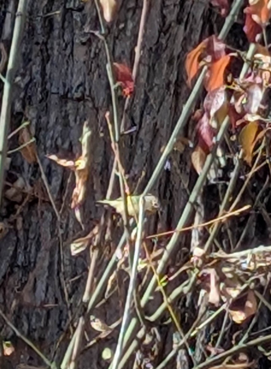 Ruby-crowned Kinglet - ML645836781