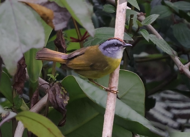 Russet-crowned Warbler - ML645836783