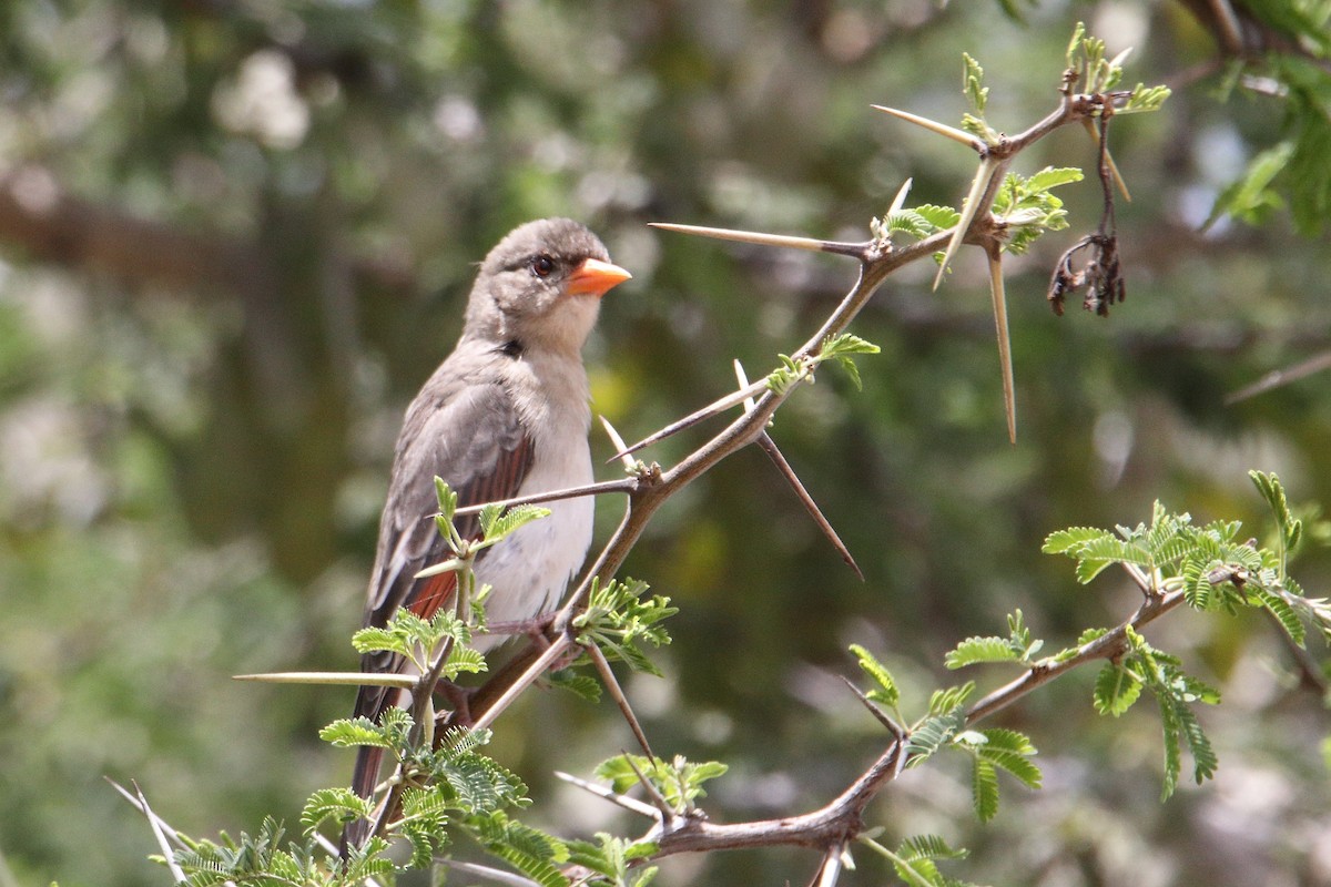 Anaplecte écarlate - ML645836787