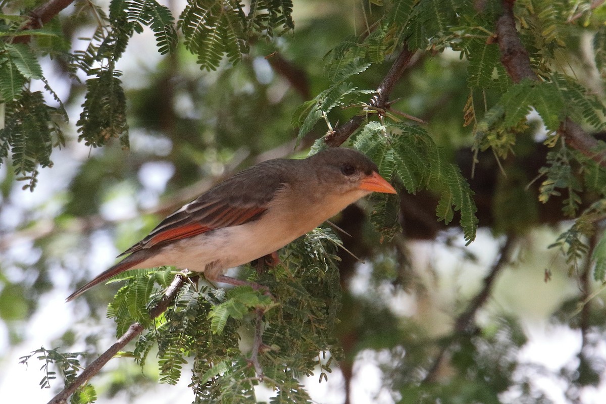 Anaplecte écarlate - ML645836788