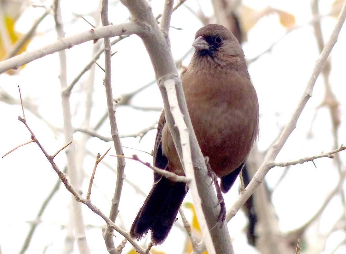 Abert's Towhee - ML645836789