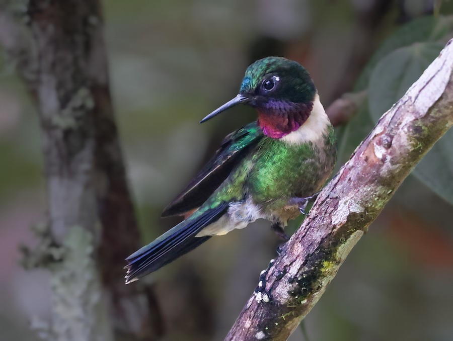 Amethyst-throated Sunangel - ML645836805