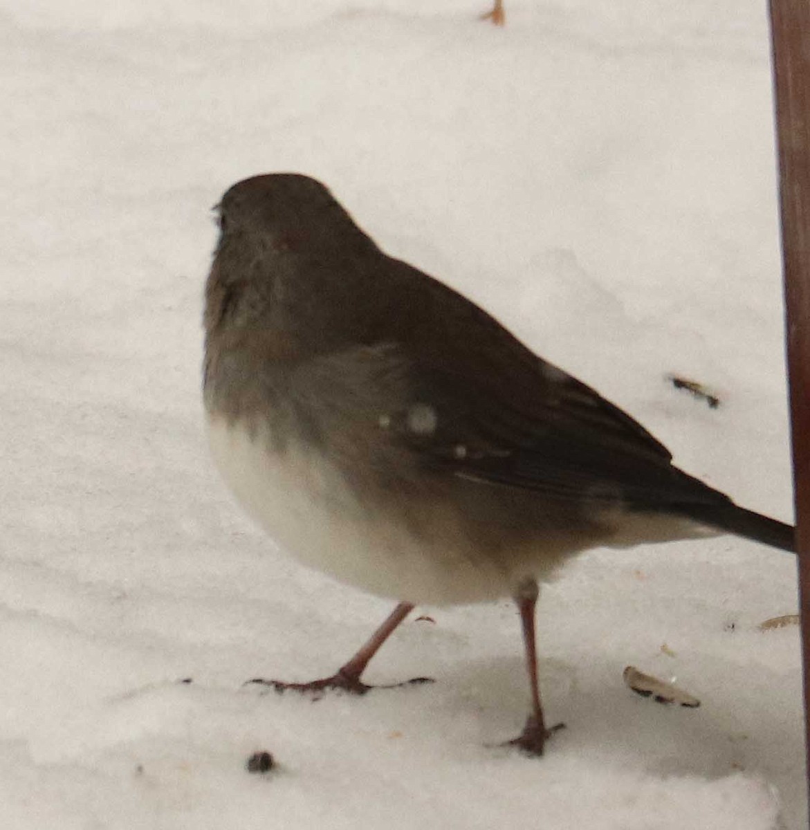 Dark-eyed Junco - ML645836807