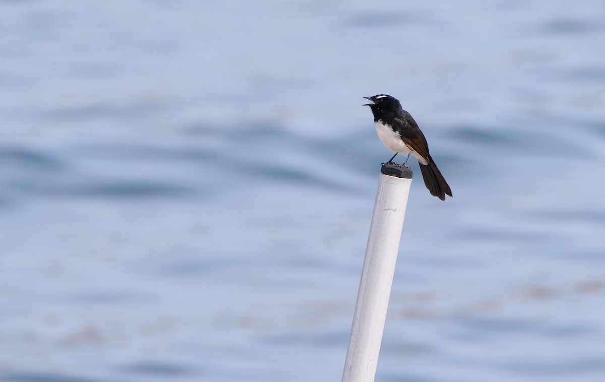 Gartenfächerschwanz - ML645836828