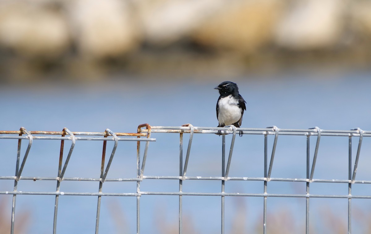 Gartenfächerschwanz - ML645836829