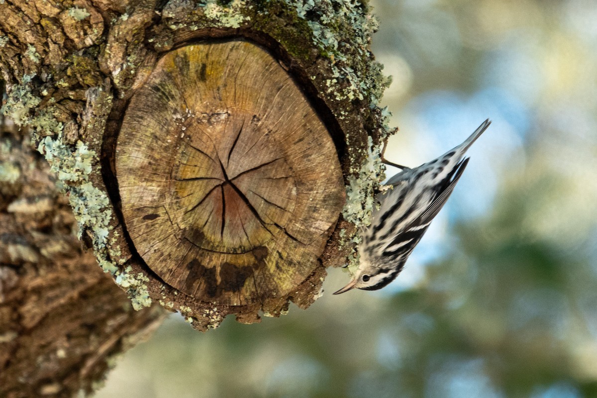 lesňáček černobílý - ML645836831