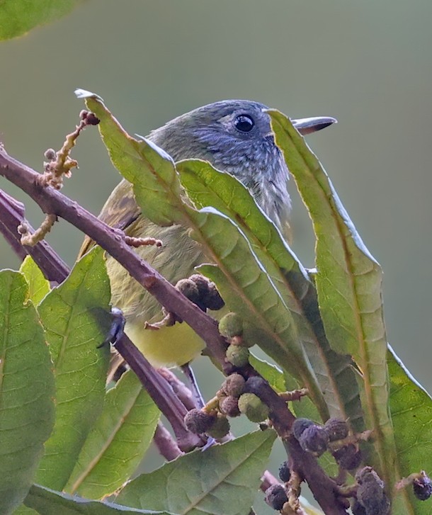 Streak-necked Flycatcher - ML645836836