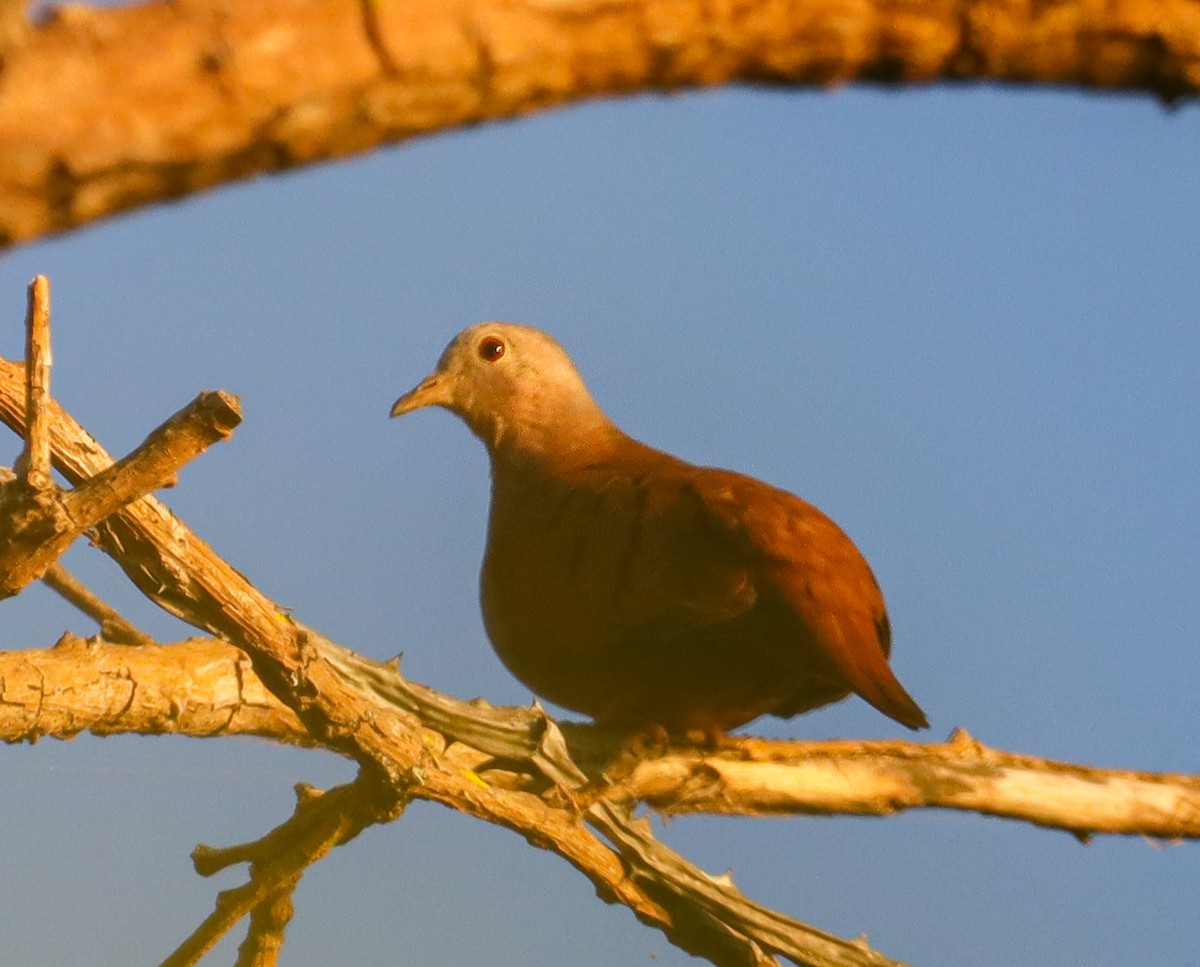Ruddy Ground Dove - ML645836839