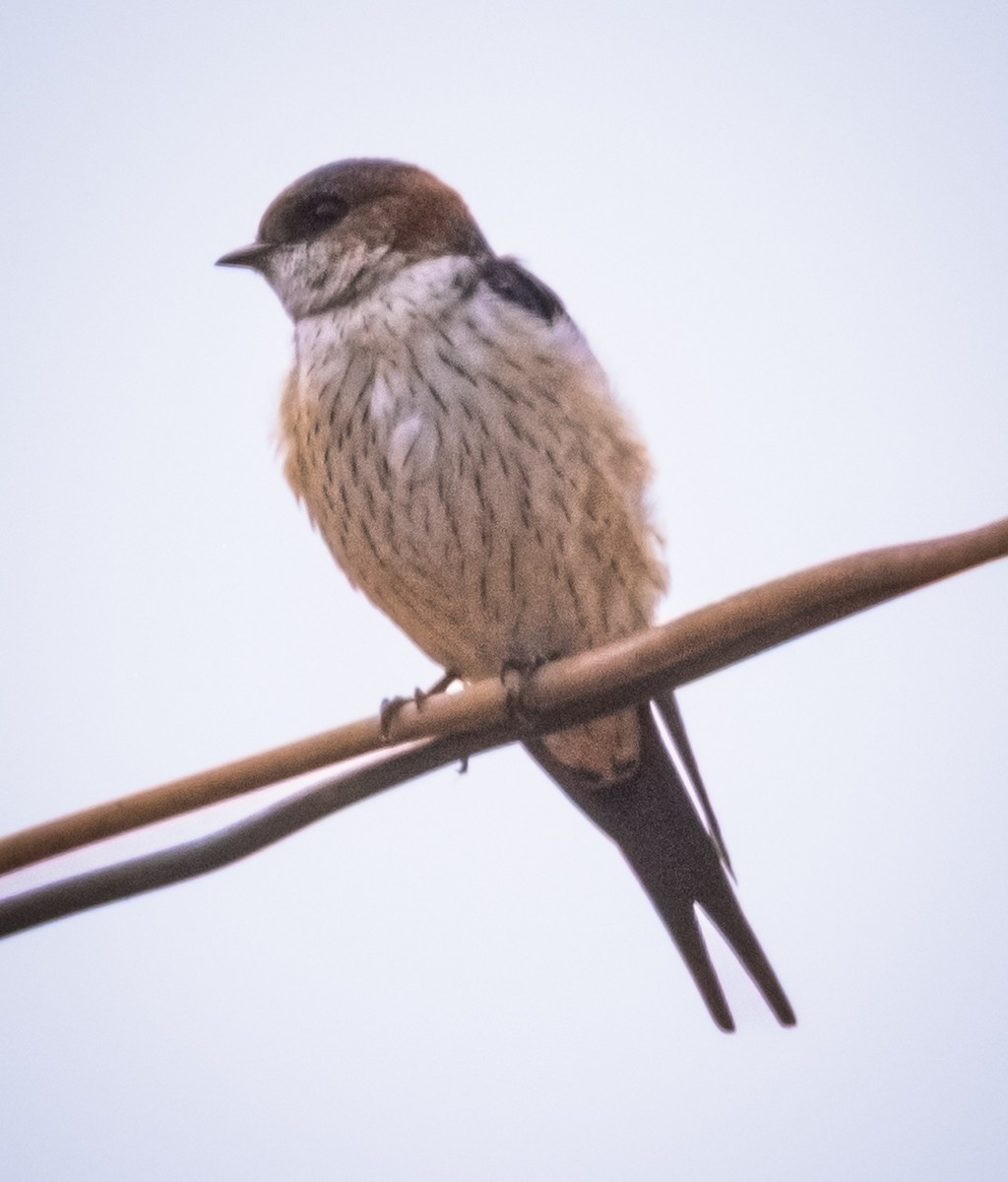 Eastern Red-rumped Swallow - ML645836844