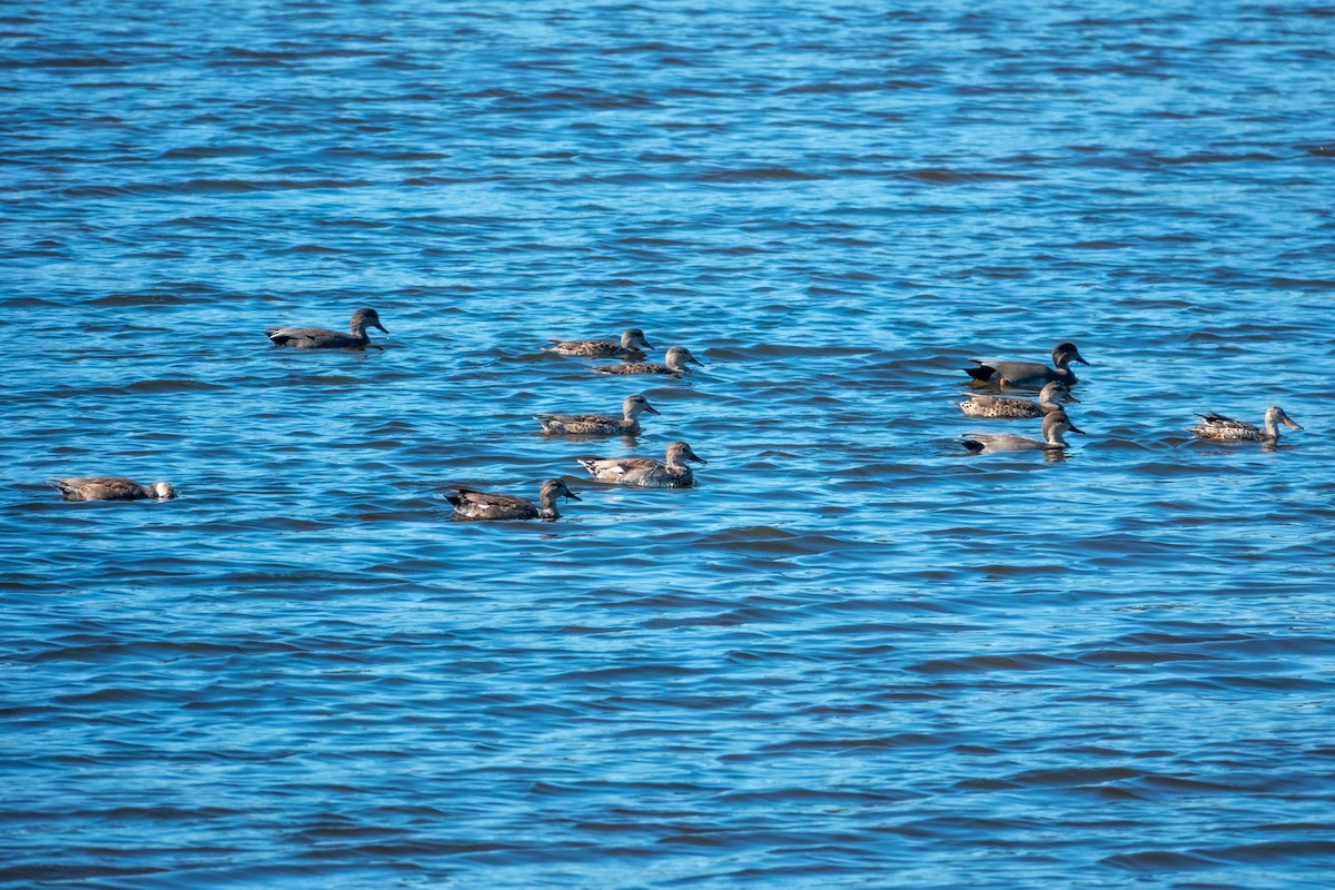 kopřivka obecná - ML645836846