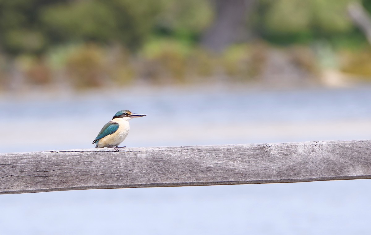 Götzenliest - ML645836847