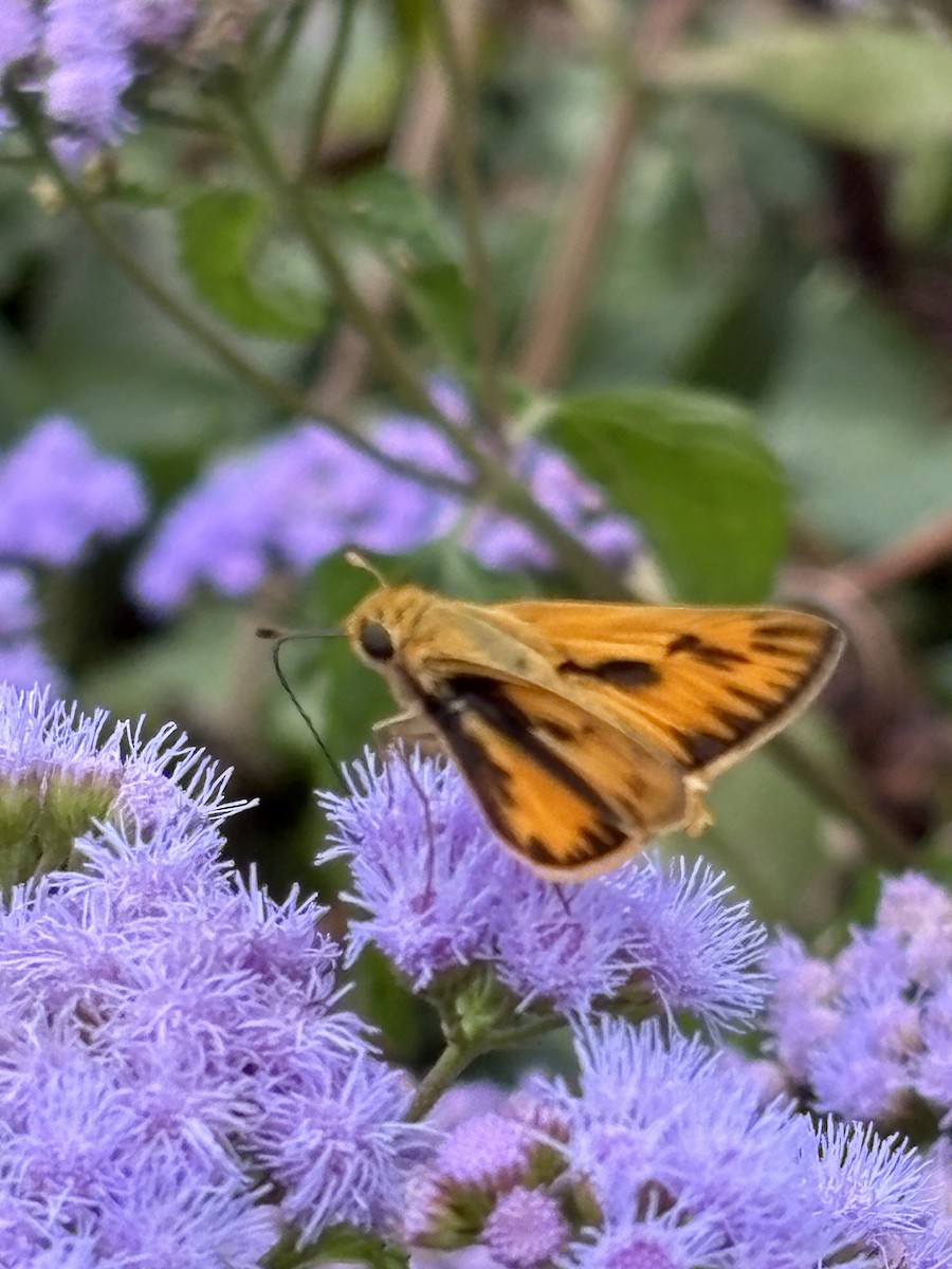 Fiery Skipper - ML645836849