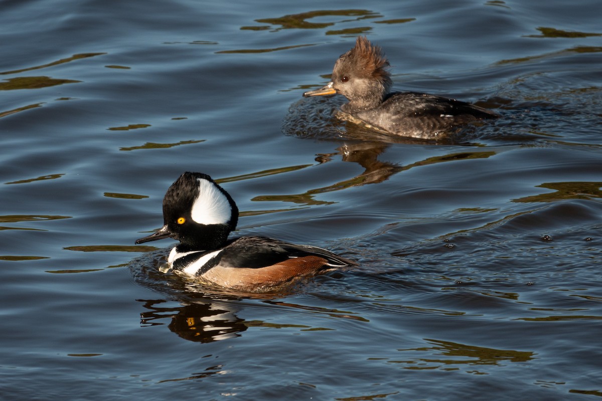 morčák chocholatý - ML645836855