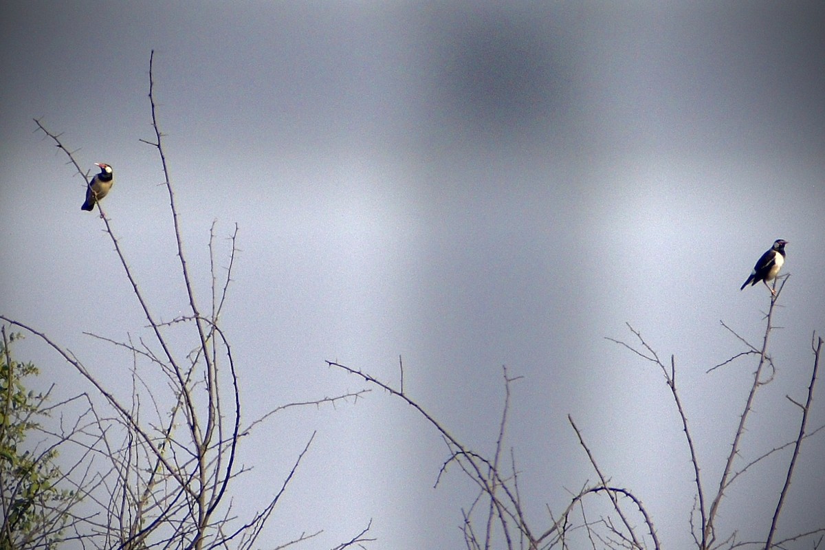 Indian Pied Starling - ML645836867