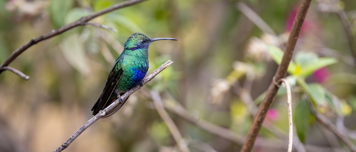 fiolørekolibri - ML645836874