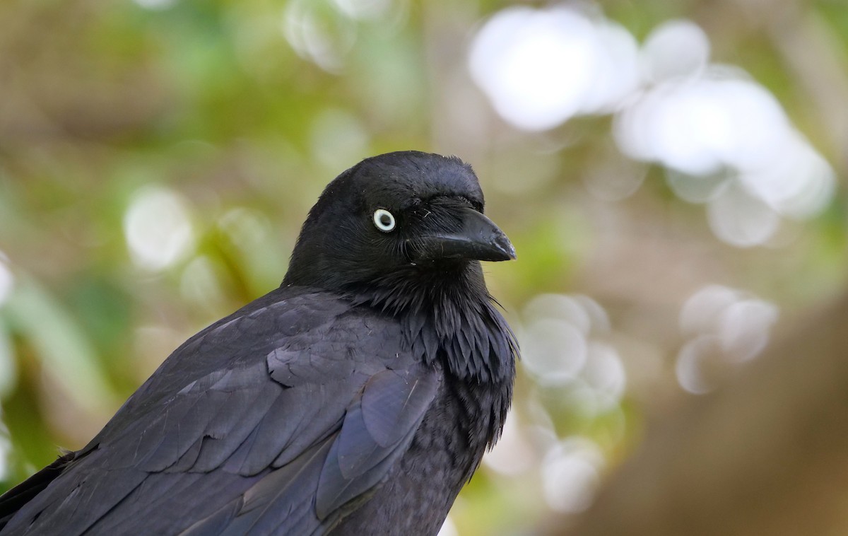 Neuhollandkrähe - ML645836878