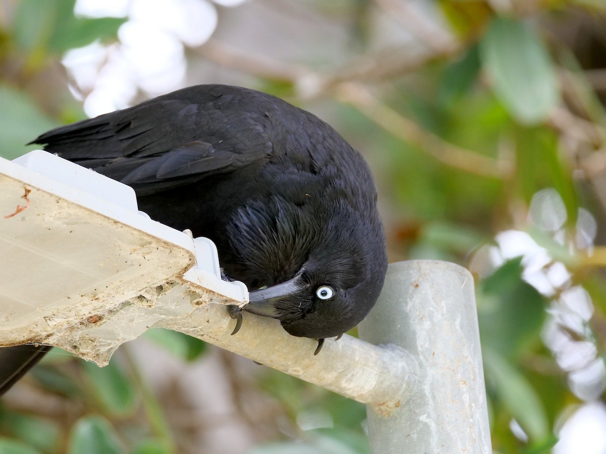 Neuhollandkrähe - ML645836879