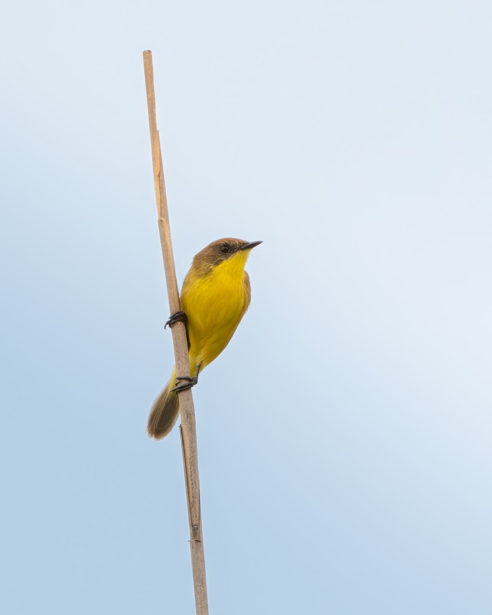 Ticking Doradito - ML645836888