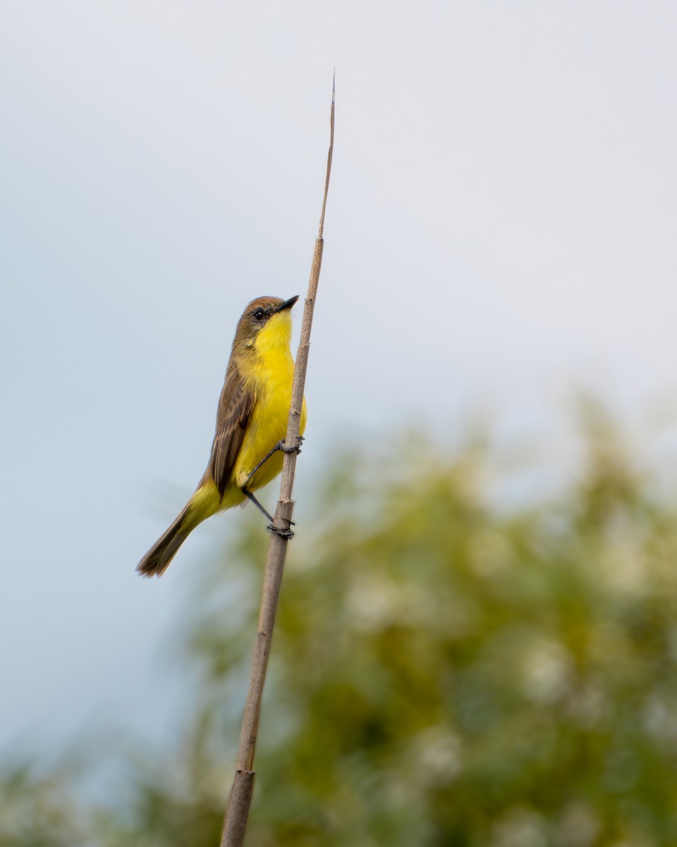 Ticking Doradito - ML645836895