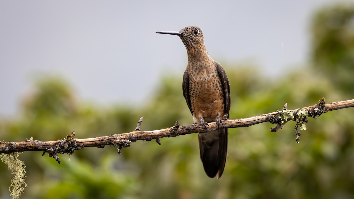 Giant Hummingbird - ML645836896