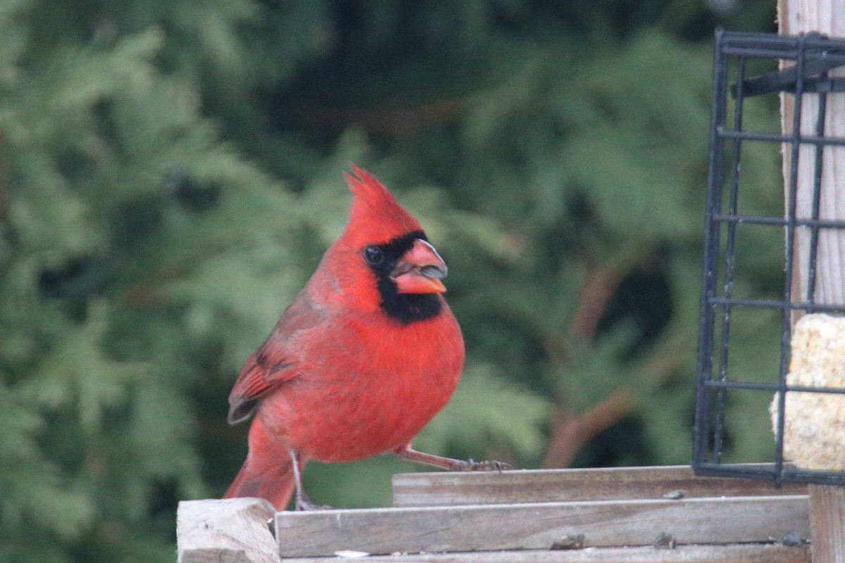 Kardinal arrunta - ML645836904