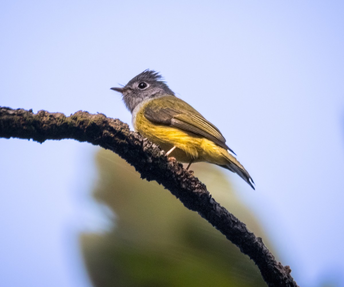 Gray-headed Canary-Flycatcher - ML645836907