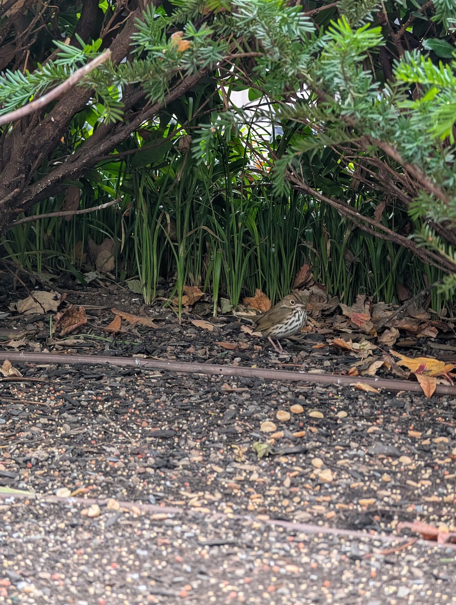 Ovenbird - ML645836913