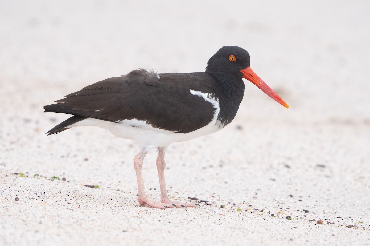American Oystercatcher - ML645836917