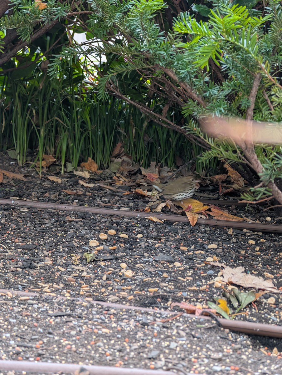 Ovenbird - ML645836924