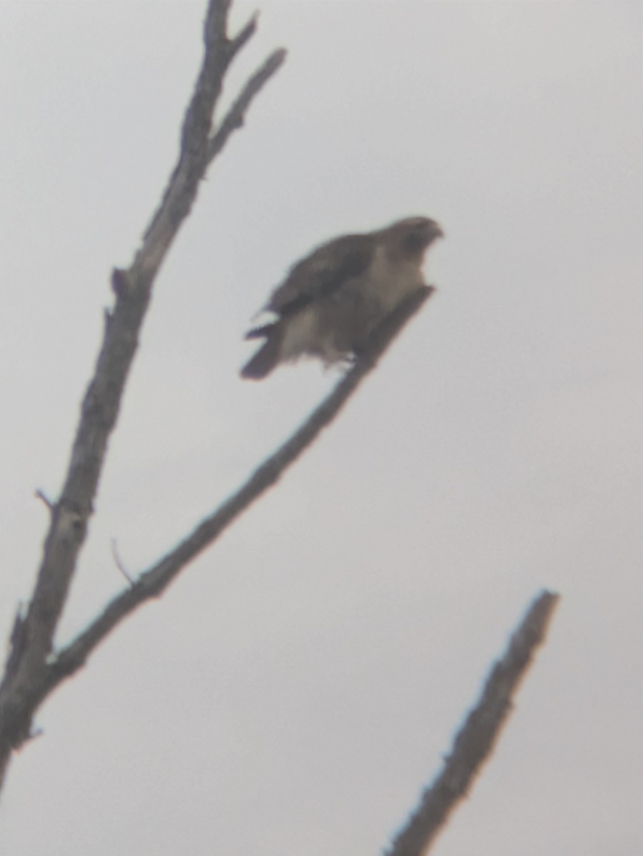 Red-tailed Hawk - ML645836929