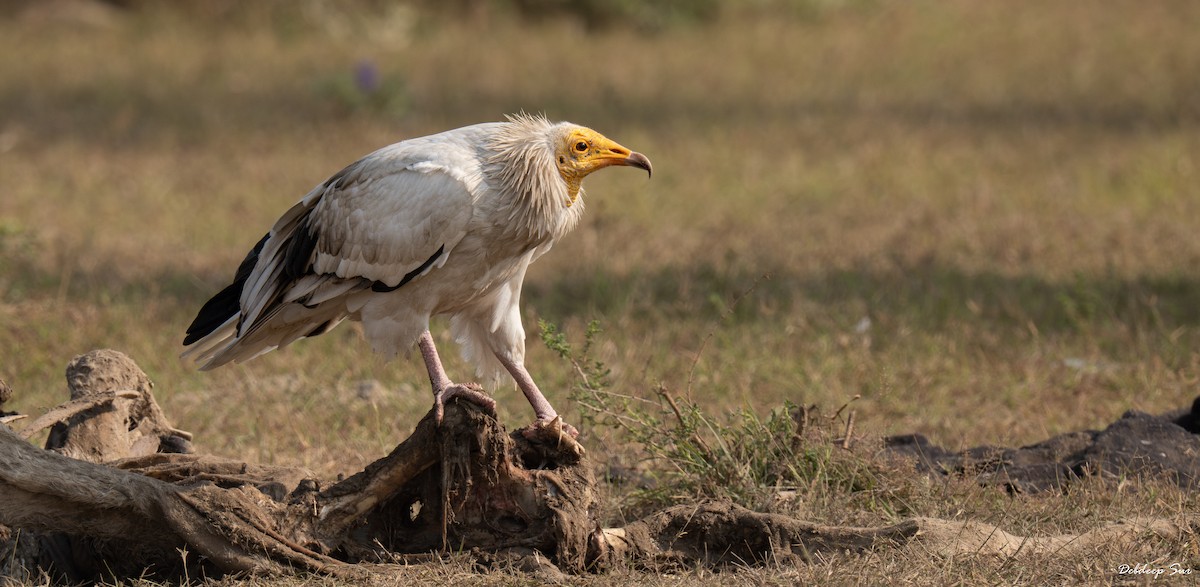 רחם מדברי - ML645836930