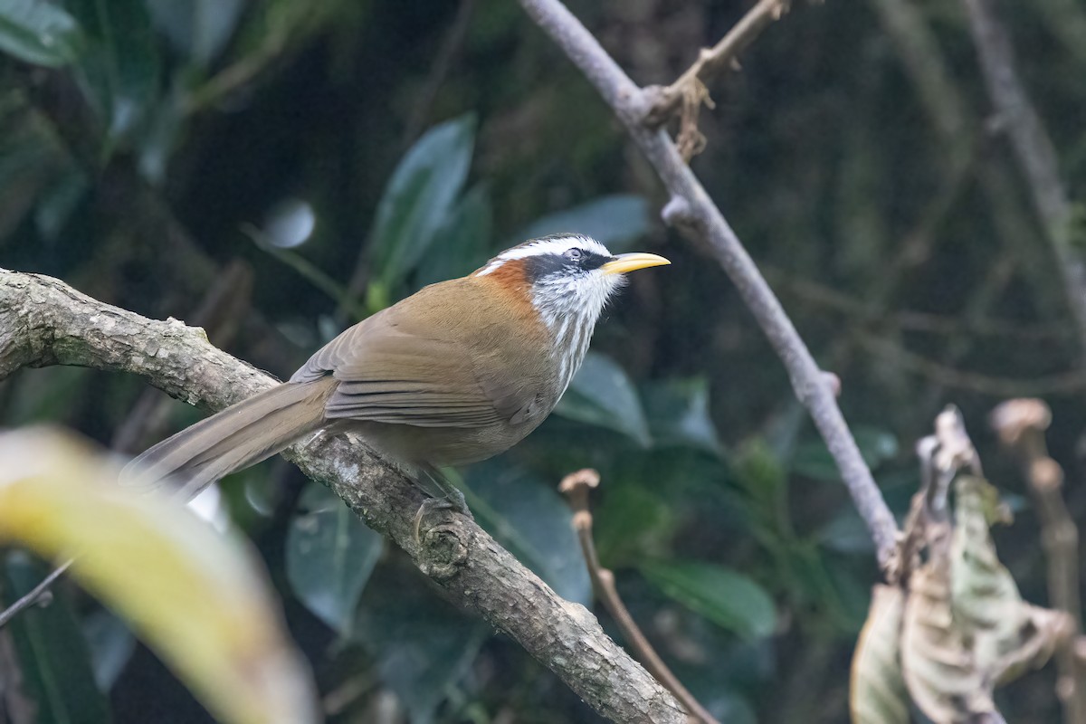 Streak-breasted Scimitar-Babbler - ML645836931