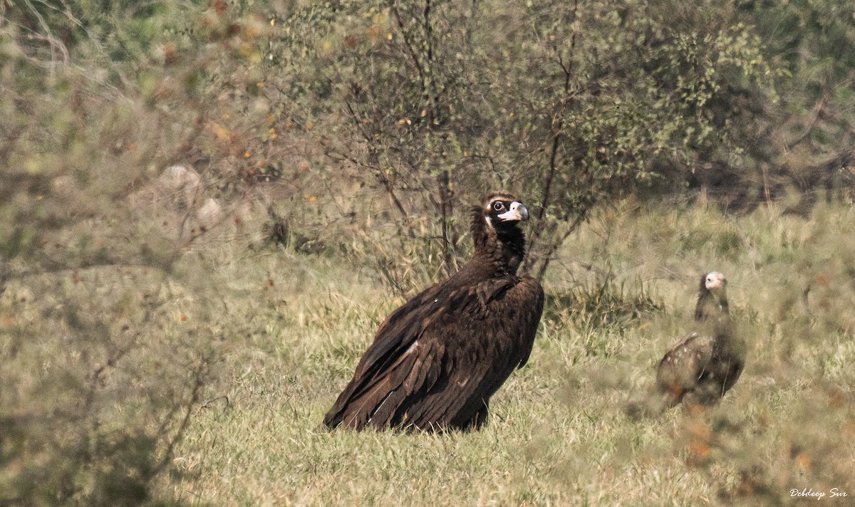 עזנייה שחורה - ML645836932